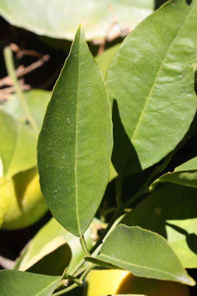            Unifoliolate leaf (Riverside, CA)   